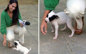 Reporter non ha saputo resistere alla tenerezza di un cucciolo e interrompe la live