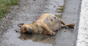 Cucciola di cane Incinta e svenuta, nessuno si è fermato ad aiutarla