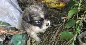 Cucciolo di cane vagava tra i rifiuti in cerca di cibo, aveva molto freddo