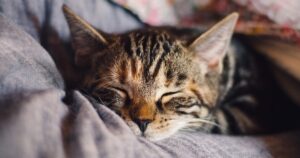 Va bene dormire con i i nostri gattini a letto la notte?