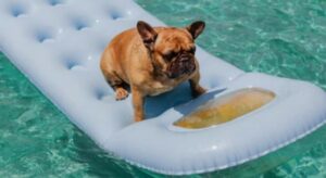 Bulldog francese cade in piscina mentre gioca con il proprio umano; l’immediata reazione (VIDEO)