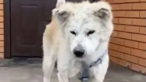 Cagnolone Reeny aspetta invano il ritorno della sua umana.