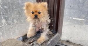 Cucciolo di cane viene abbandonato dal suo proprietario quando perde la maggior parte della sua pelliccia