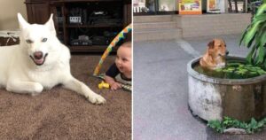 15 Foto di cani e gatti che ti renderanno istantaneamente più felice