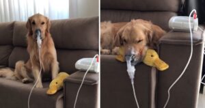 Cane commuove il web mentre usa un nebulizzatore per respirare meglio (VIDEO)