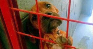 Cucciolo di cane in un rifugio piange tristi lacrime poiché nessuno lo sceglie per essere adottato