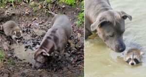 Pitbull salva un piccolo cucciolo di procione orfano