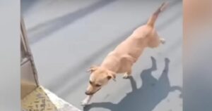 Cucciolo Funny rincorre l’autobus, voleva solamente una casa