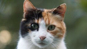 Un gattino calico domestico ha fatto grandissima confusione in cucina (VIDEO)