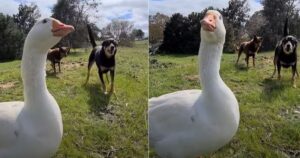 Cucciolo di oca cresce con dei cani e oggi abbia anche insieme a loro (VIDEO)