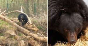 Orso nero è stato evacuato con successo dall’Ucraina nel santuario in Germania