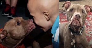 Pitbull con gravi problemi ortopedici viene tristemente abbandonato