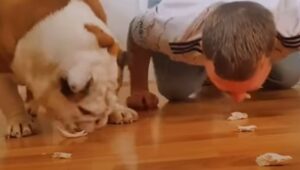 Bulldog inglese fa una gara di cibo con il suo umano (VIDEO)