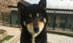 Un cagnolino Shiba Inu non riesce a capire chi o cosa gli sta toccando l’orecchio (VIDEO)