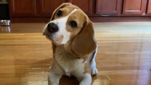 Il cagnolone Beagle Oliver non vede l’ora di fare colazione; la dolce attesa (VIDEO)