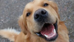 Cucciolo di Golden Retriever cerca il suo umano per portagli la pallina; lo scherzo (VIDEO)