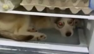 Un cucciolo di Husky trova conforto e fresco all’interno del frigorifero (VIDEO)