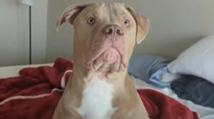 Un cucciolo di Pit Bull cerca di attirare le attenzioni del suo proprietario (VIDEO)