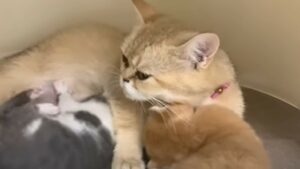 Una mamma gattina chiama il suo secondo cucciolo per farlo mangiare (VIDEO)