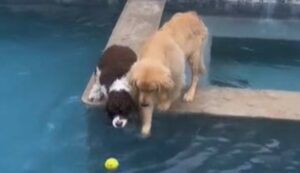 Un Golden Retriever e il fratello tentano invano di recuperare la loro pallina (VIDEO)