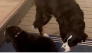 Un Pastore del Bernese grande incontra per la prima volta il fratellino cucciolo (VIDEO)