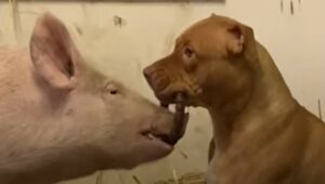 Pit Bull fa da mamma a tutti gli animali che salva la proprietaria; qui la storia (VIDEO)