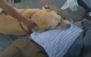 Uomo crolla per strada e il suo cane guida si rifiuta di separarsi da lui (VIDEO)