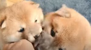 Due fratellini cuccioli si divertono tantissimo a giocare insieme (VIDEO)