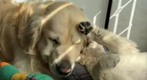 Golden Retriever è triste perché il cucciolo di casa non lo degna di considerazione (VIDEO)