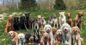 Dog Walker di New York scatta fantastiche foto del suo branco ogni giorno