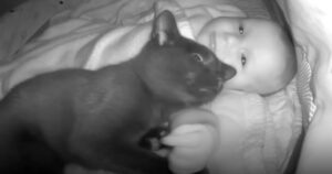 Mamma si allerta per la Baby Cam di notte, ma aprendola trova il suo gattino dappertutto (VIDEO)