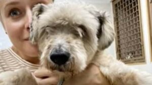 Il cagnolino arruffato Kesha ha scoperto che la vita ha diversi colori e non è solo in bianco e nero (VIDEO)