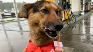 Il cagnolone Guardian è un bravissimo e dolce dipendente diventato molto famoso in tutto il mondo