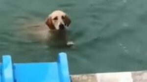 Un cagnolone scivola giù in piscina e fa un bel bagno rinfrescante (VIDEO)