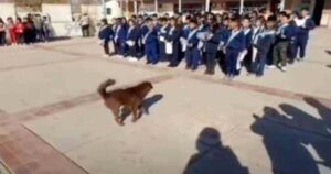 Cucciolo di cane randagio riceve un diploma a scuola per essersi preso cura dei bambini ogni giorno (VIDEO)