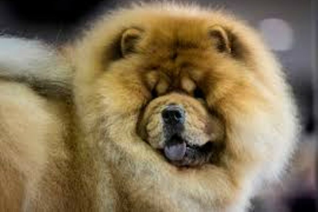 chow chow