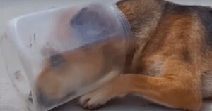 Cane disperato con un vaso incastrato nella testa rischia di soffocare