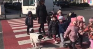 Cagnolino diventa vigile del traffico e ogni giorno aiuta i bambini ad attraversare la strada (VIDEO)