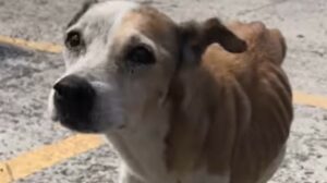 Donna aiuta centinaia di cuccioli di cane randagi ogni giorno e adora la sua splendida vita (VIDEO)