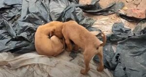 Cucciolo spinge la testa verso il suo fratello immobile per chiedergli di giocare (VIDEO)