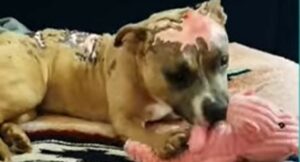 Pit Bull non smette di sorridere malgrado la vita le abbia riservato orribili sorprese (VIDEO)