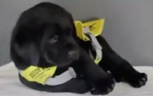 Cucciolo si è addormentato durante il suo servizio fotografico nella scuola di cani guida (VIDEO)