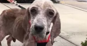 Il Beagle anziano Olly ha trovato ora una mamma speciale che cerca di recuperare il tempo in cui il cane non era felice (VIDEO)