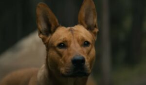 La cagnolona Coco è la cooprotagonista nel film “Prey”; com’è arrivata sul set (VIDEO)