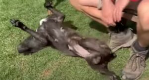 La cagnolona dolcissima Luna ha trovato la famiglia e la casa dei suoi sogni (VIDEO)