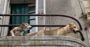 Cane abbaia di notte e il vicino di casa ottiene un risarcimento: ecco cosa ne pensa la cassazione