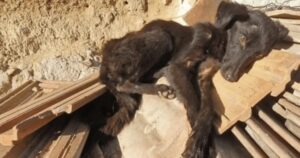 Cucciolo affamato viveva tra le rovine agita la coda per chiedere ai suoi soccorritori di essere aiutato (VIDEO)