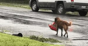 Il cane ha trascinato ostinatamente la pesante borsa vino alla porta più vicina