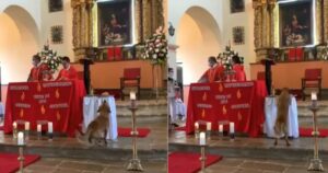 Cucciolo randagio entra in chiesa e prende il pane del prete nel bel mezzo della cerimonia (VIDEO)