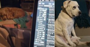 Donna dedica “Mi baby fiu fiu” al suo cane, ma lui la guarda con aria di disagio e rifiuto (VIDEO)